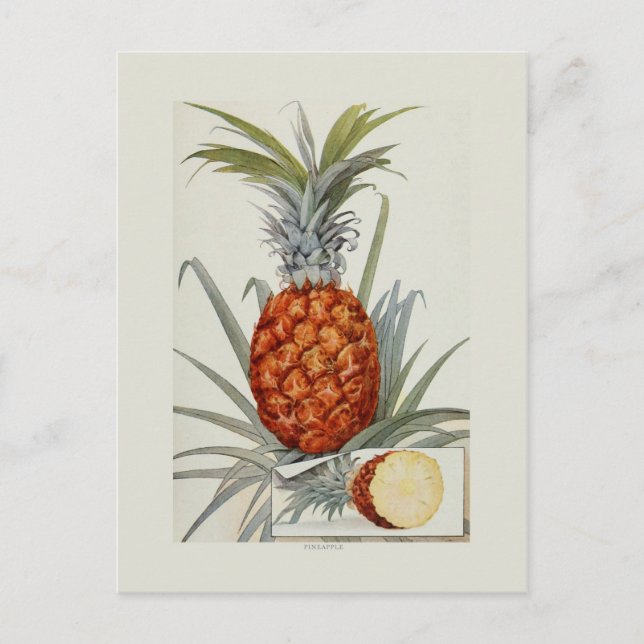 Pineapple Postcard (Front)