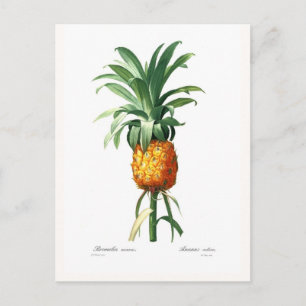 Pineapple Postcard