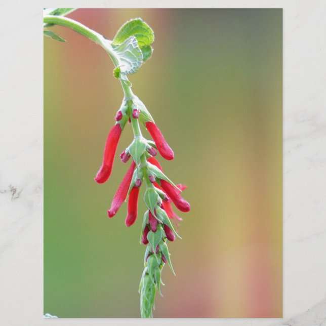 Pineapple Sage Bloom (Front)