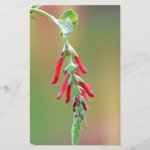 Pineapple Sage Bloom Stationery