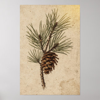 Pinecone and Evergreen Branch Botanical Poster