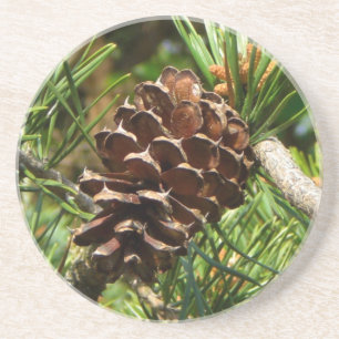 Pinecone in the sun. coaster