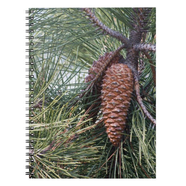 Pinecone on the pine tree spiral notebook (Front)
