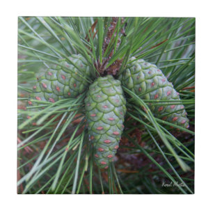 Pinecone Small Square Tile