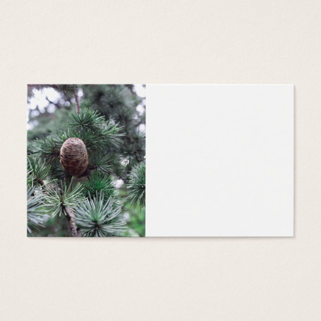 Pinecones (Front)