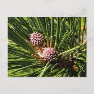 Pineflower Postcard