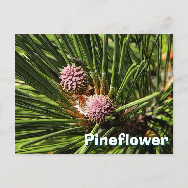 Pineflower Postcard (Front)