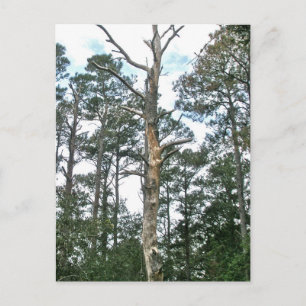 Pines on Beach Nature Trail OBX NC Postcard