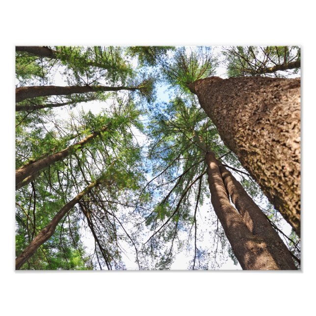 Pines Trees To Heaven Photo Print (Front)