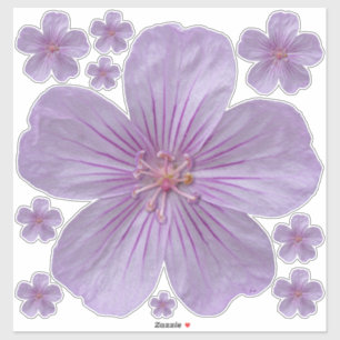 Pineywoods Geranium #1