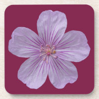 Pineywoods Geranium #1