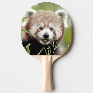 ping pong paddle Photo red panda , animals.