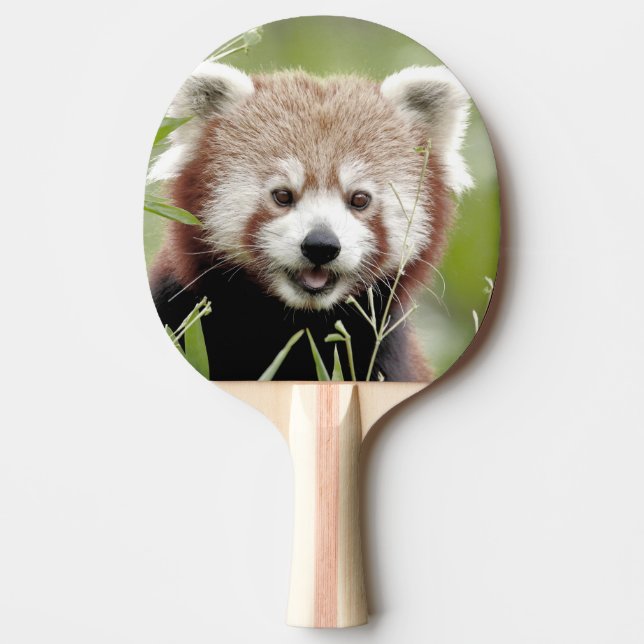 ping pong paddle Photo red panda , animals. (Front)
