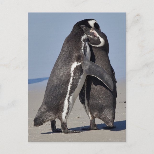 Pingo Hugs Postcard (Front)