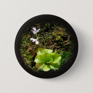 Pinguicula reticulata 6 cm round badge