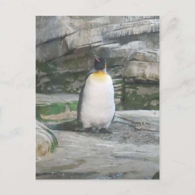 Pinguin Postcard (Front)