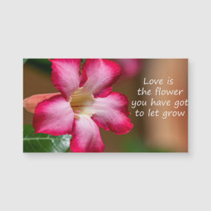 Pink Adenium Obesum flower a.k.a. Desert Rose
