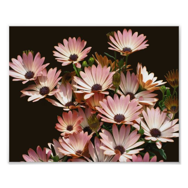 Pink African Daisy Flowers 8x10 Photo Print (Front)