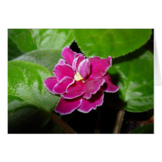 Pink African Violet Blank Card
