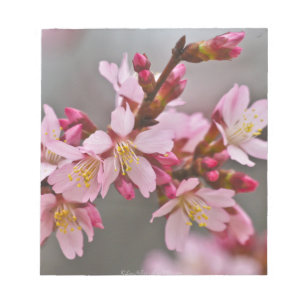 Pink Against A Grey Sky Japanese Cherry Blossoms Notepad