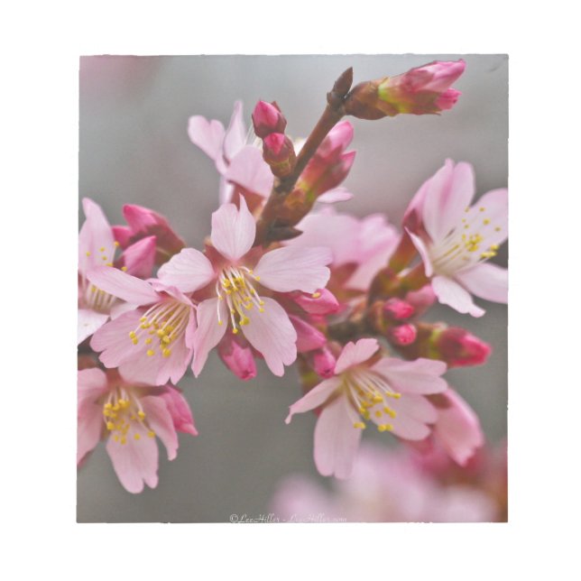 Pink Against A Grey Sky Japanese Cherry Blossoms Notepad (Front)
