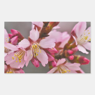 Pink Against A Grey Sky Japanese Cherry Blossoms Rectangular Sticker
