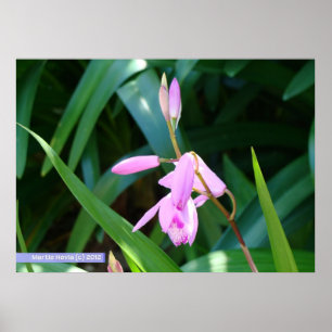 Pink Against Green Poster