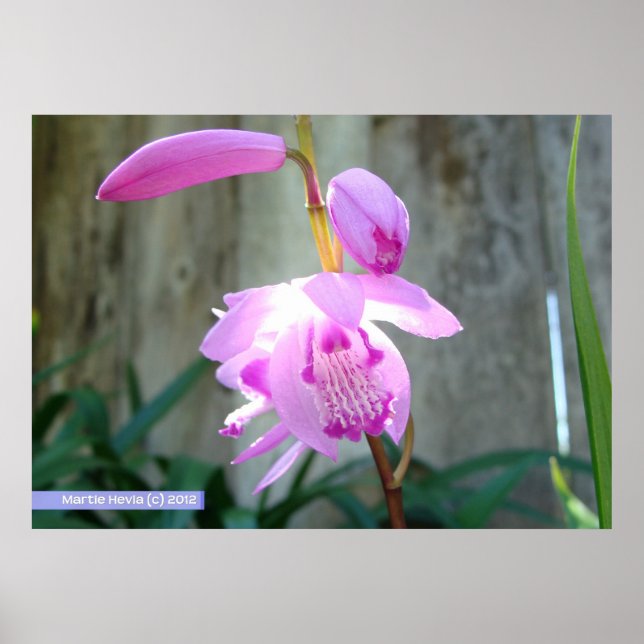 Pink Against the Fence Poster (Front)
