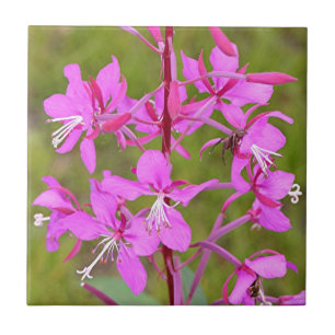 Pink Alaskan Fireweed flowers in bloom Tile