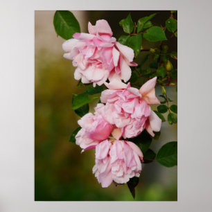 Pink Albertine Roses Poster