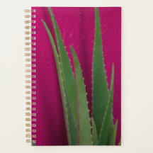 Pink Aloe - Fine Art - Aloe Vera against pink