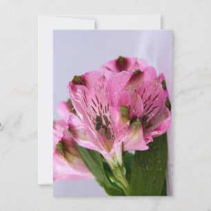 Pink Alstroemeria-4 Invitation
