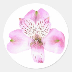 Pink Alstroemeria Flower Round Sticker