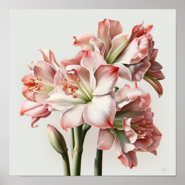 Pink Amaryllis Flower Art Print Poster (Front)