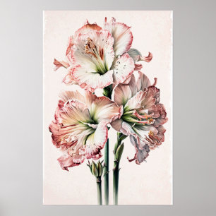 Pink Amaryllis Flower Art Print Poster