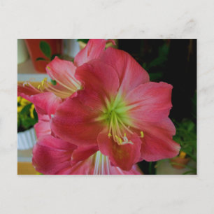 pink amaryllis postcard