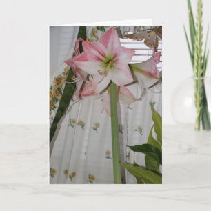 Pink Amaryllis, Thinking of You Card