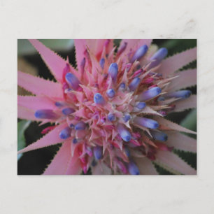 Pink and Blue Aechmea #2 Postcard