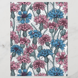 Pink and blue cornflowers, wild flowers on white