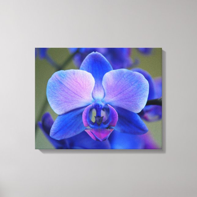 Pink and Blue Orchid Canvas Print (Front)