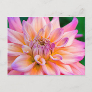 Pink and Cream Dahlia Postcard