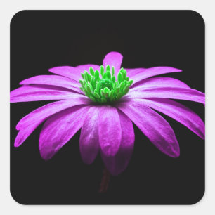 Pink and Green Daisy Square Sticker