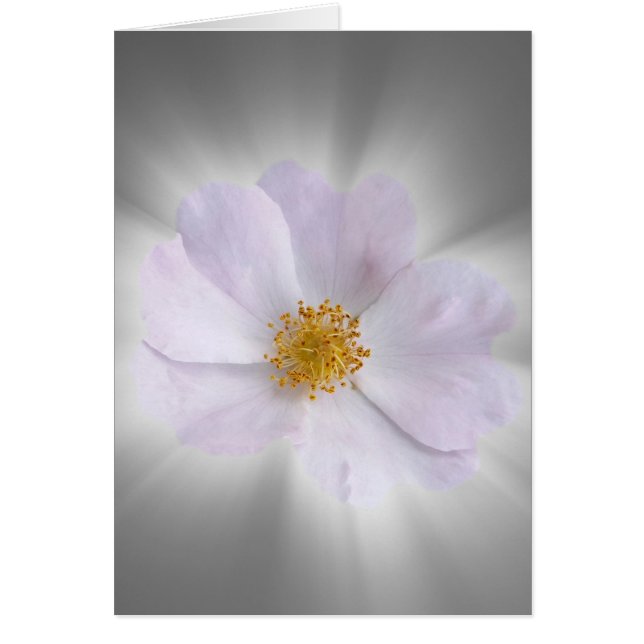 pink and grey (Front)