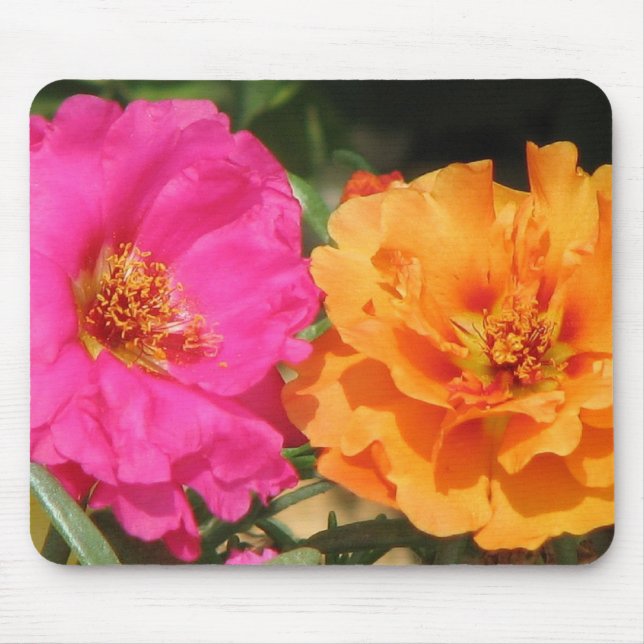 Pink  and Orange Portulaca Mouse Pad (Front)