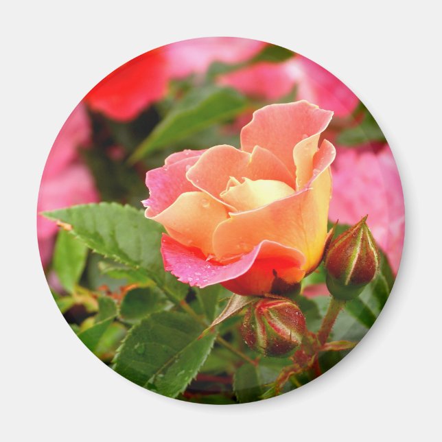 Pink and Orange Rose Magnet (Front)