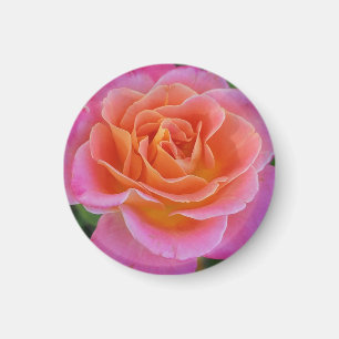 Pink and Orange Rose Magnet