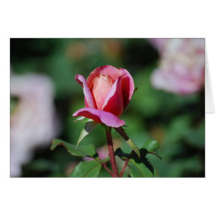 Pink and Peach Rose Card
