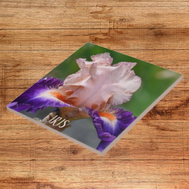 Pink and Purple Bearded Iris Floral Tile (In Situ)