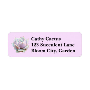 Pink and Purple Echeveria Lola Succulent