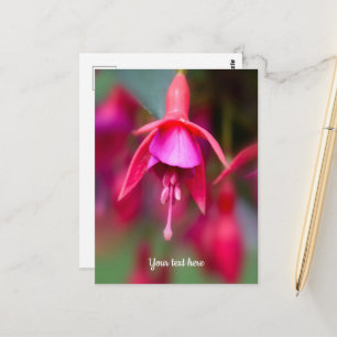 Pink and Purple Fuchsia Postcard